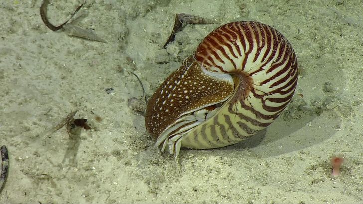 Один из представителей Nautilus belauensis, которого увидели биологи на дне Тихого океана у берегов Палау.