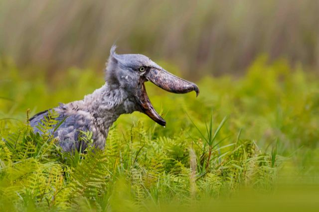 Фото: Wang LiQiang / Shutterstock/FOTODOM