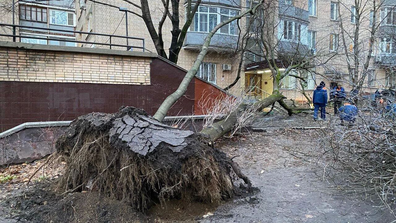 Место падения деревьев во время мощного циклона в Москве. Архивное фото РИА Новости