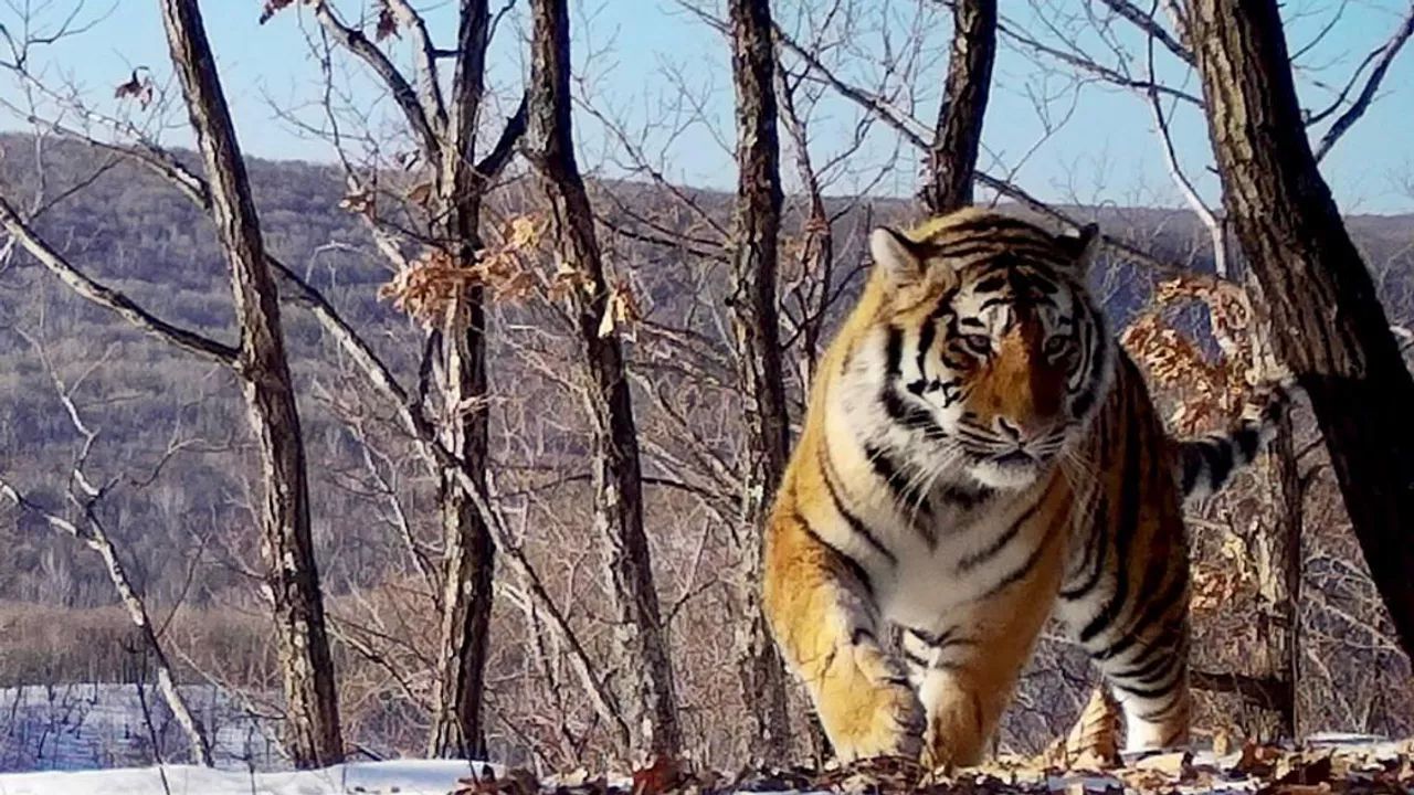 Амурский тигр. Архивное фото ФГБУ "Земля леопарда"