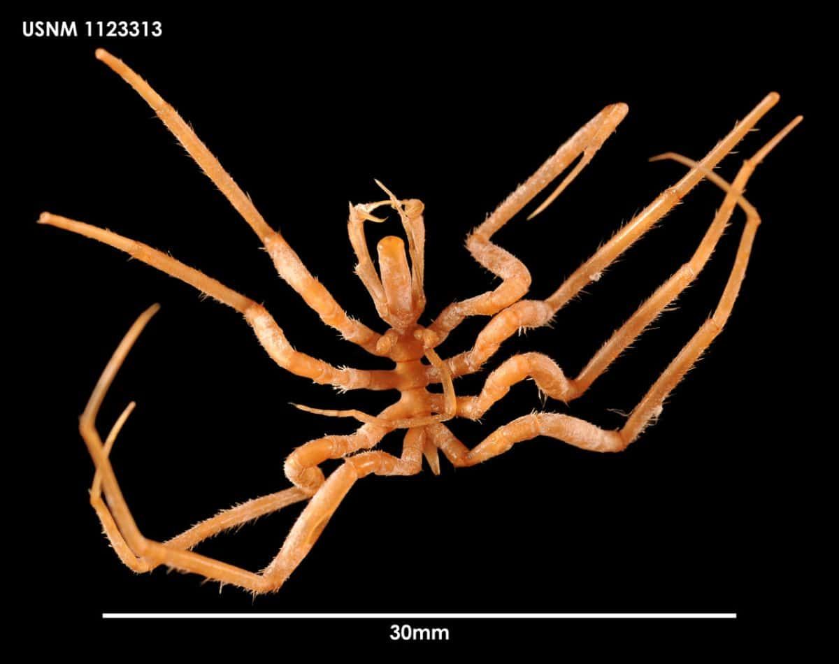 Морской паук Nymphon australe. Фото: nmnh.si.edu, Adrian James Testa