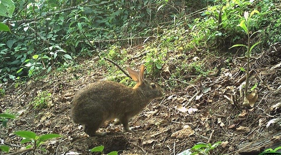 Амильтемский кролик (Sylvilagus insonus). Фото: Joe Figel / Re:wild