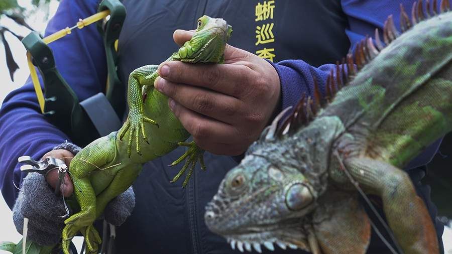 Фото: AP Photo/Wu Taijing