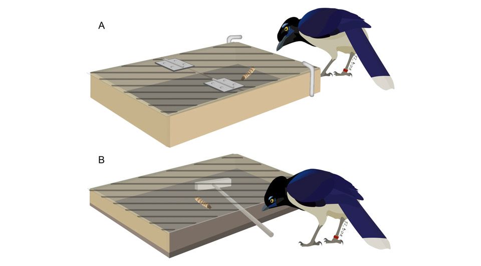 Иллюстрация: Jimena Lois-Milevicich et al. / Animal Cognition, 2024