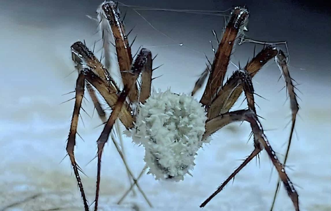 Паразитический гриб Gibellula attenboroughii на пауке-кругопряде. Фото: CABI