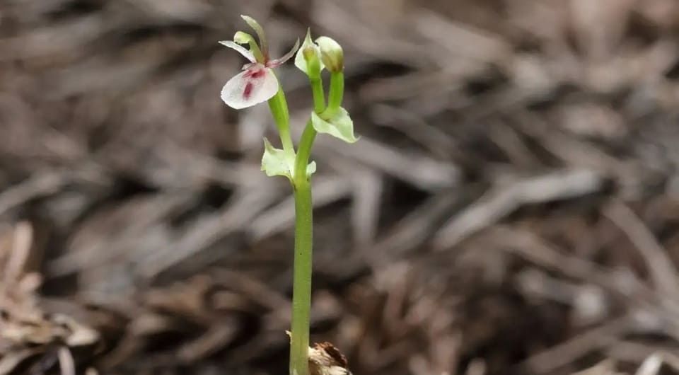 Орхидея Stigmatodactylus sikokianus. Фото: Kenji Suetsugu / Plants, People, Planet, 2025
