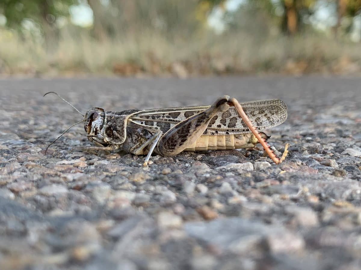 Кузнечик Xanthippus corallipes. Фото: inaturalist.org, dbugs