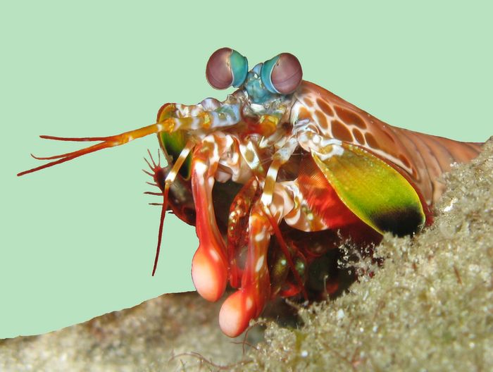 Рак-богомол Odontodactylus scyllarus, ударные ногочелюсти видны как булавы оранжевого цвета. Фото: Silke Baron / Wikipedia.