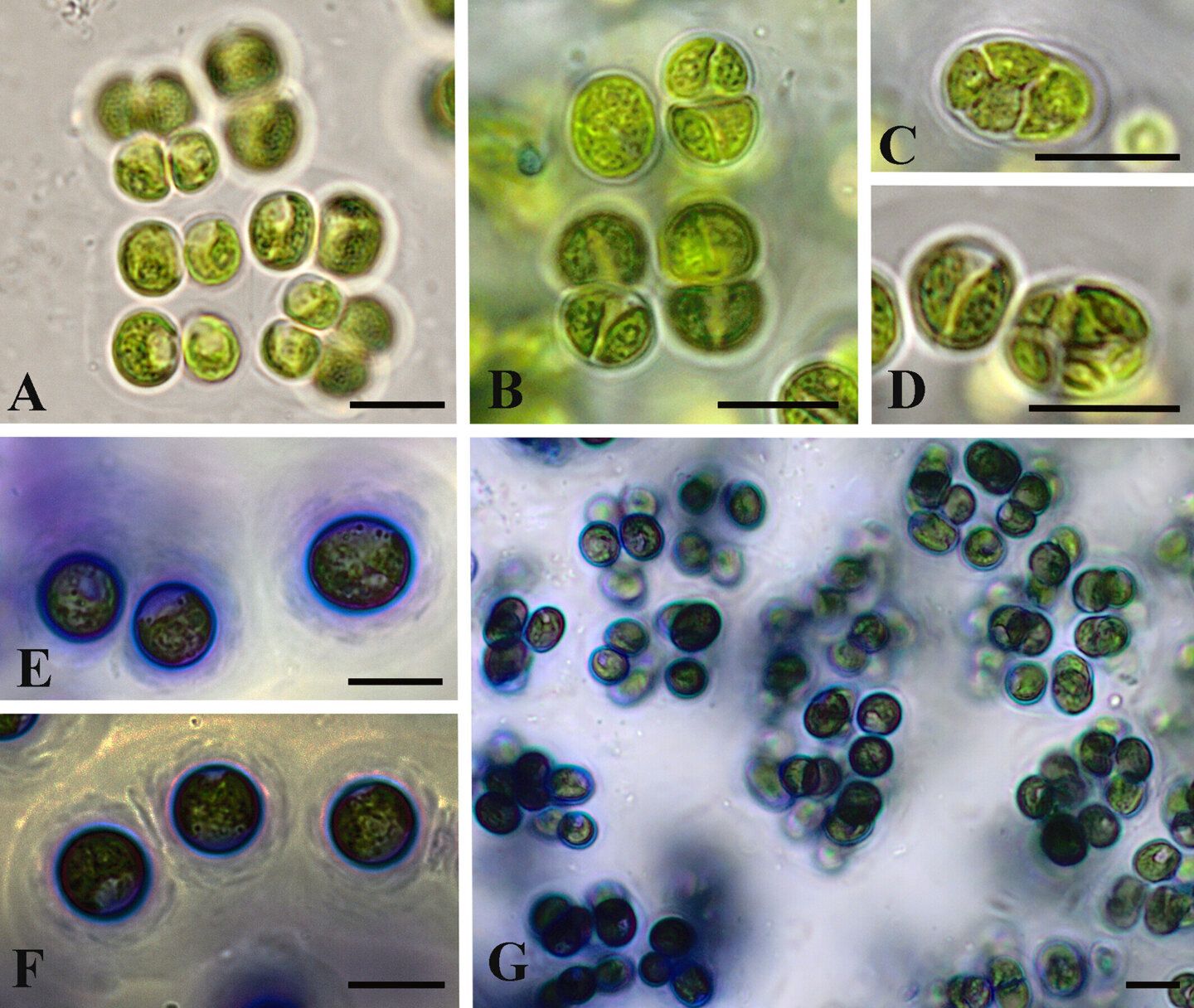 Находка раскрывает тайны эволюции растений. Иллюстрация: Environmental Microbiology (2025).