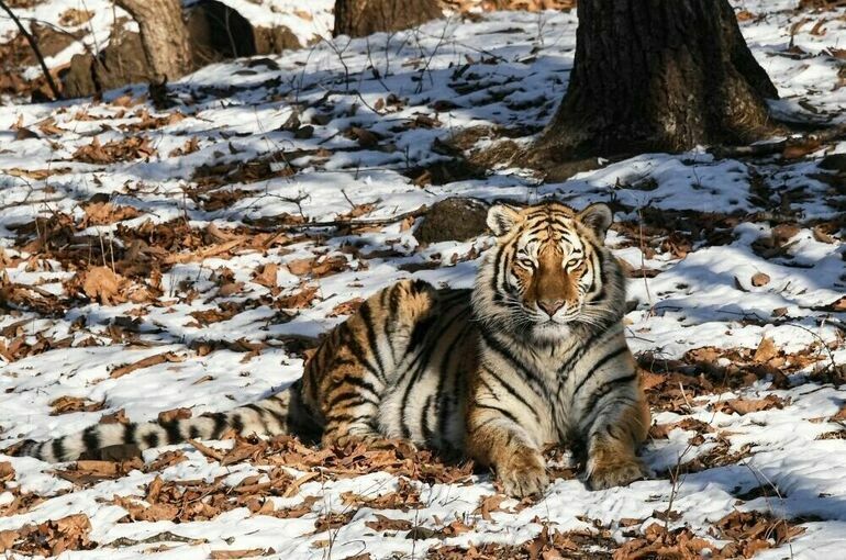 Фото: Виталий Аньков / РИА Новости
