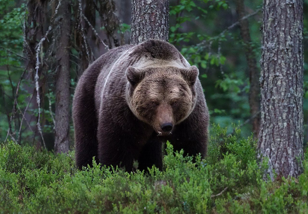 Фото: wikipedia/Frank Vassen from Brussels, Belgium/CC BY 2.0
