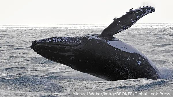 Иллюстрация: Michael Weber/imageBROKER/Global Look Press