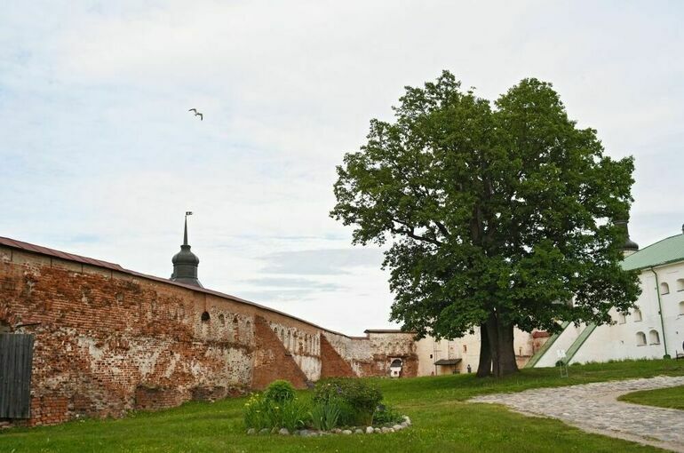 Дуб возрастом 220 лет на территории Кирилло-Белозерского монастыря. Фото: Сергей Пятаков / РИА Новости