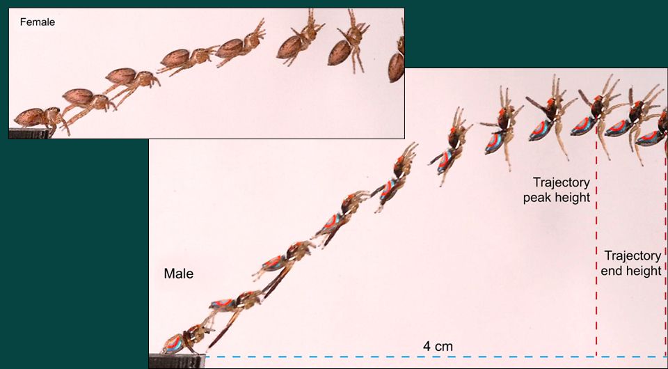Фото: N + 1; Ajay Narendra et al. / Journal of Experimental Biology, 2025