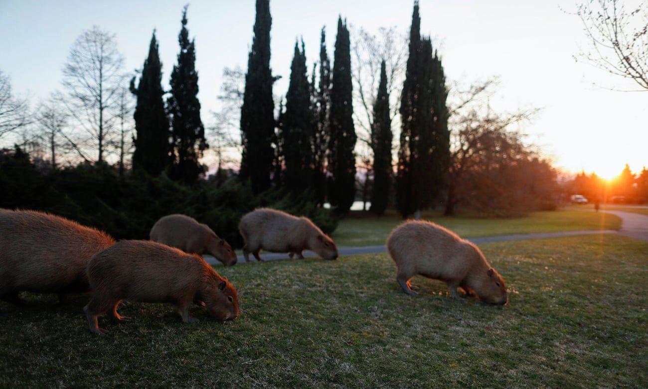 Фото: Agustín Marcarian/Reuters
