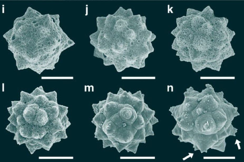 Иллюстрация: Siver et al., doi: 10.1093/aob/mcaf021