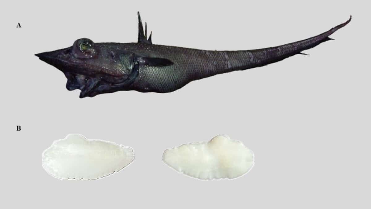 Coelorinchus gilberti и отолиты. Иллюстрация: Korostelev et al. / Deep-Sea Research Part II, 2025