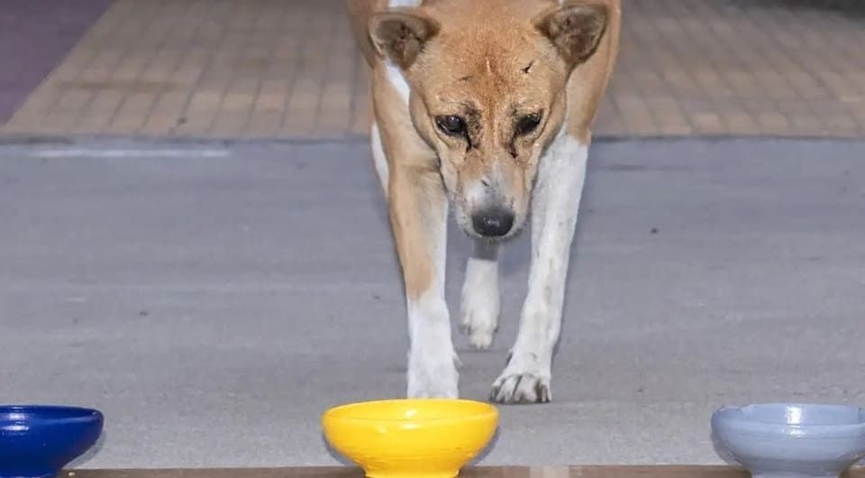 Бродячая собака в Индии. Фото: Anindita Bhadra et al. / Animal Cognition, 2025.