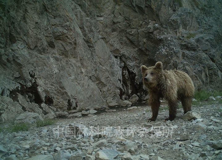 Гобийский бурый медведь. Архивное фото: russian.people.com.cn