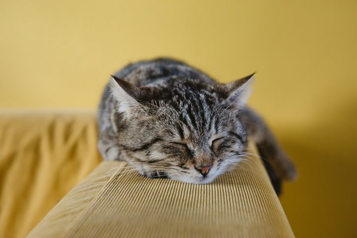 Фото: Sabri Tuzcu / Unsplash.com
