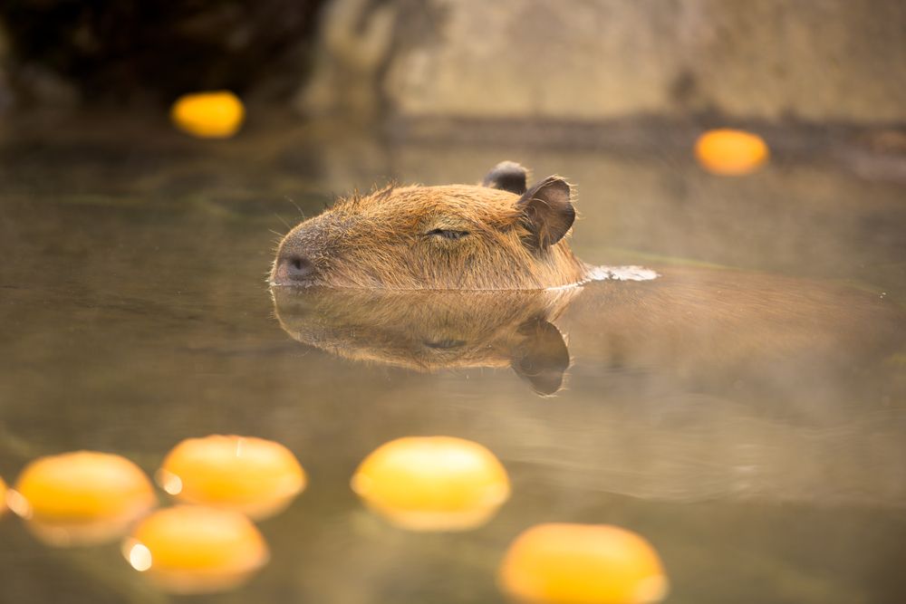 Фото: Shin Okamoto/Shutterstock/FOTODOM