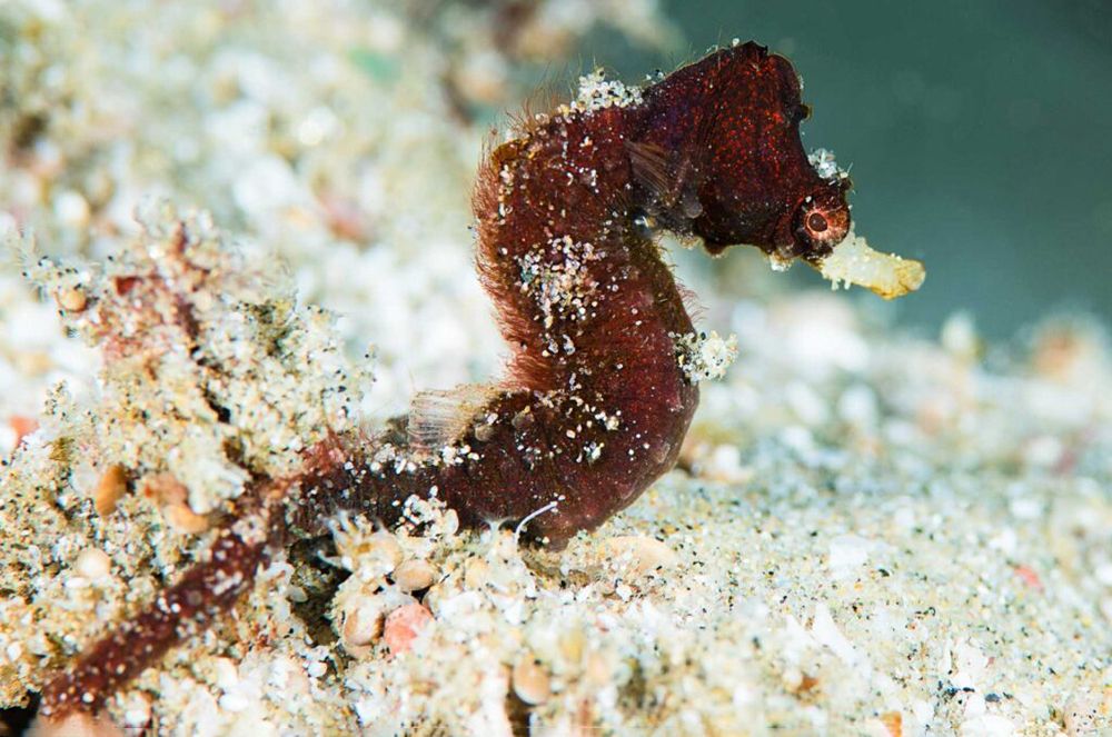 Фото: Richard Smith / OceanRealmImages.com