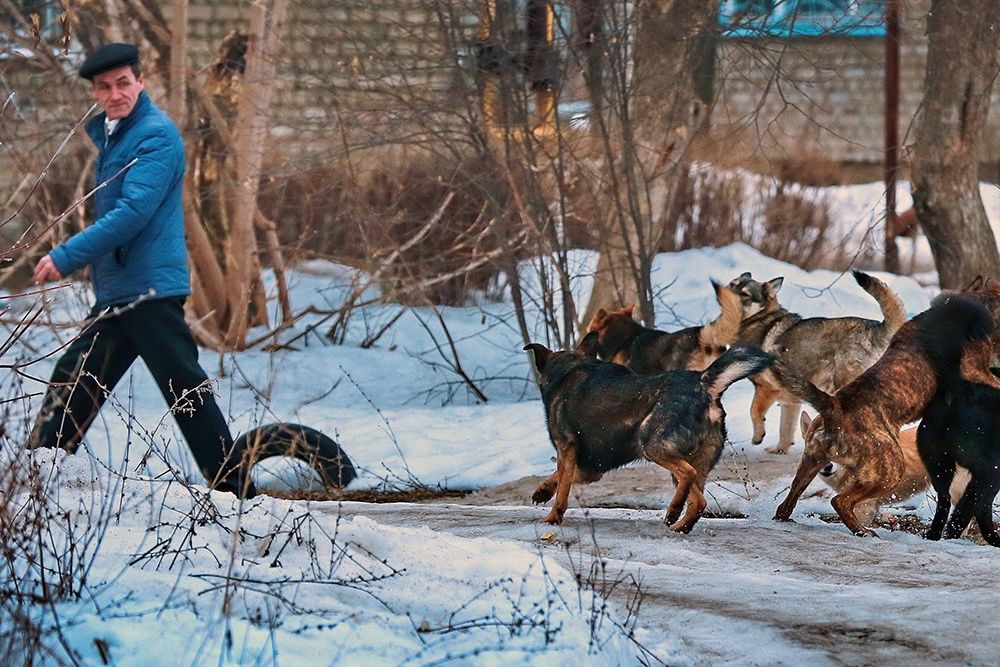 Регионы вводят штрафы за самовыгул животных, но с кого их взять, если собака нигде не числится. Фото: Владимир Смирнов / ТАСС