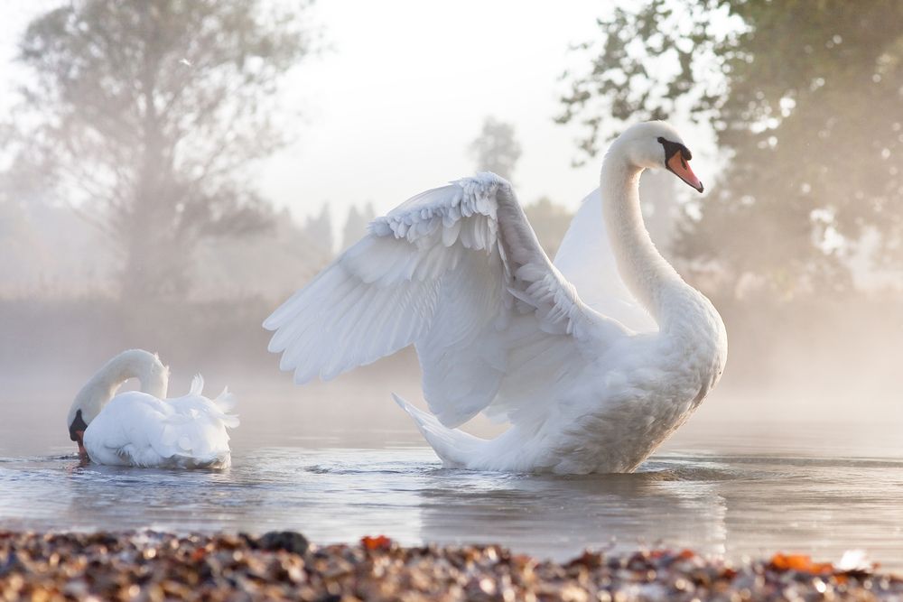Лебедь-шипун. Фото: Kevin Day/Shutterstock/FOTODOM