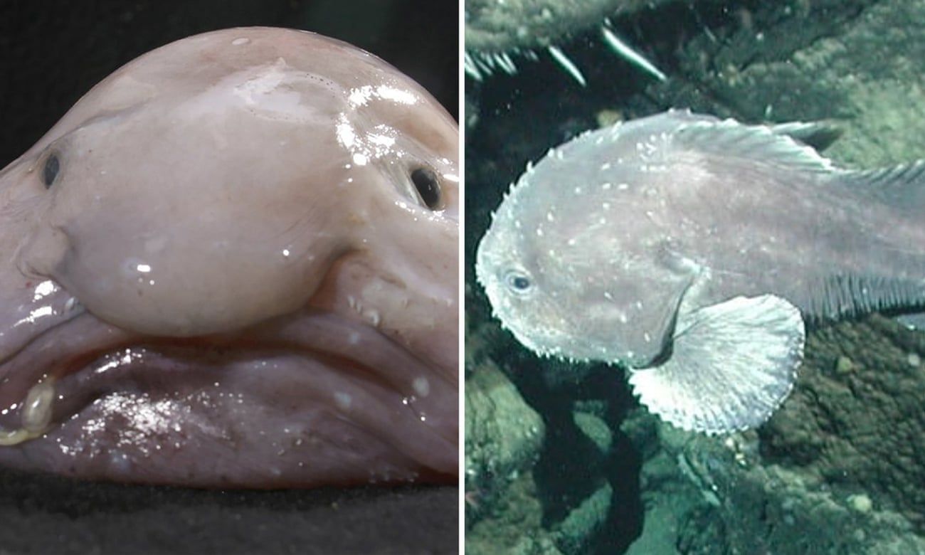 Иллюстрация: Kerryn Parkinson / NOAA/MBARI, Public domain, via Wikimedia Commons