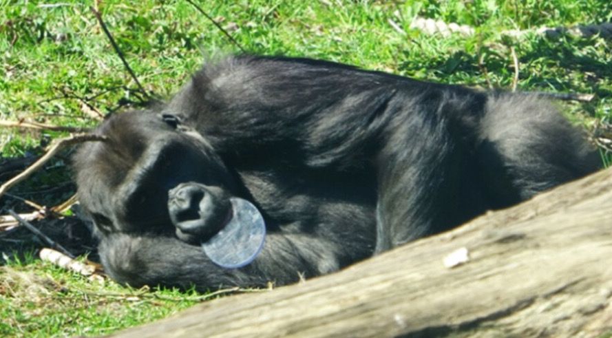 Фото: Lisa-Claire Vanhooland et al. / American Journal of Primatology, 2025