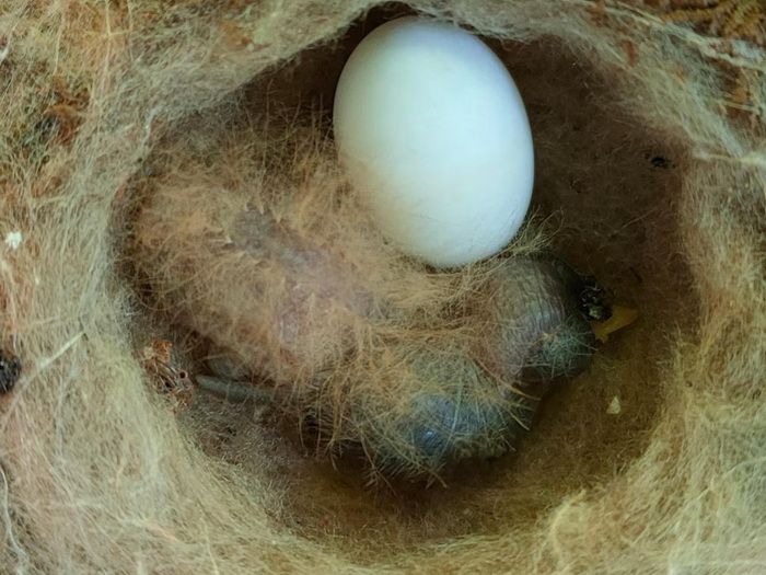 Опушённый гусеницеобразный птенец колибри-якобины. Фото: Michael Castaño-Díaz / Smithsonian Tropical Research Institute