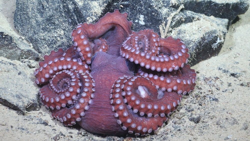Фото: Фото: ROV SuBastian / Schmidt Ocean Institute