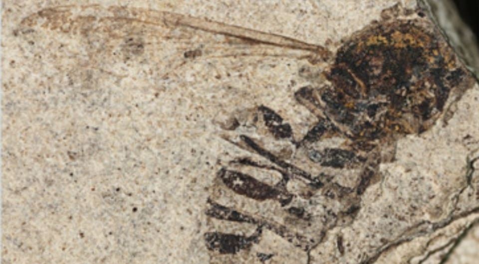 Ископаемая журчалка Spilomyia kvaceki/ Фото: Klára Daňková et al. / Current Biology, 2025