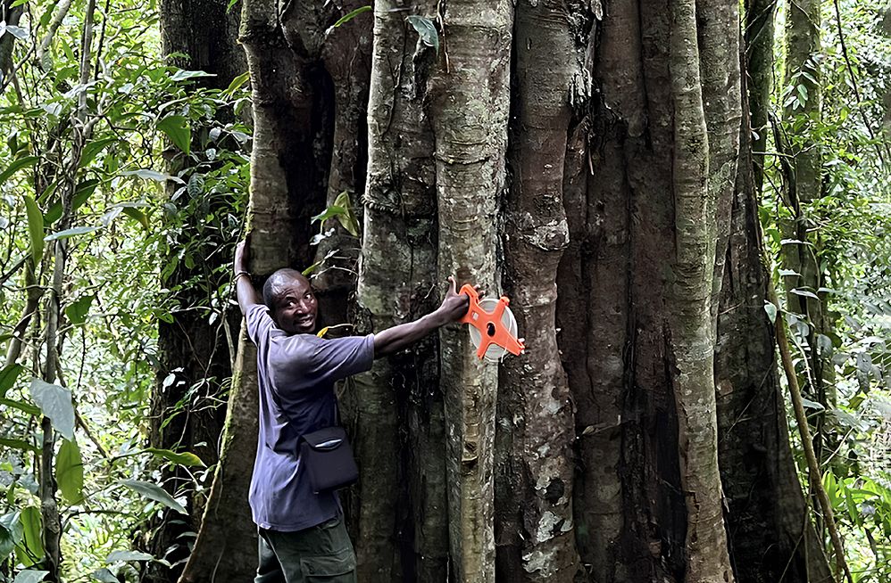 Фото: Bianchi et al., Phytotaxa 2025