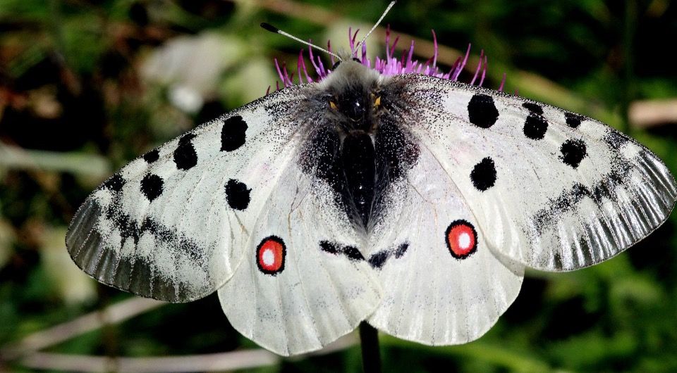 Parnassius apollo. Фото: Roger Culos / Wikimedia Commons / CC BY-SA 3.0