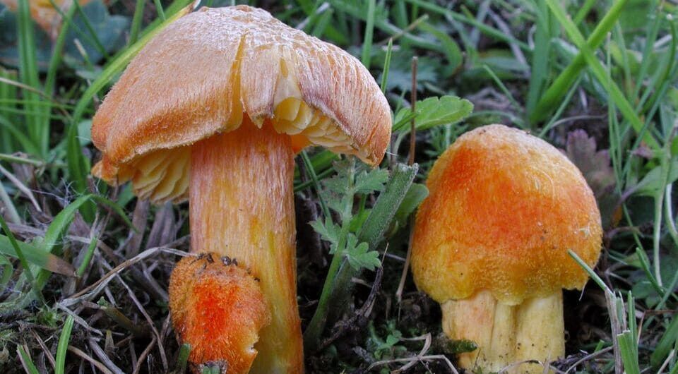 Гигроцибе промежуточная (Hygrocybe intermedia). Этот вид получил статус уязвимого (Vulnerable, VU). Фото: Michael Krikorev / IUCN
