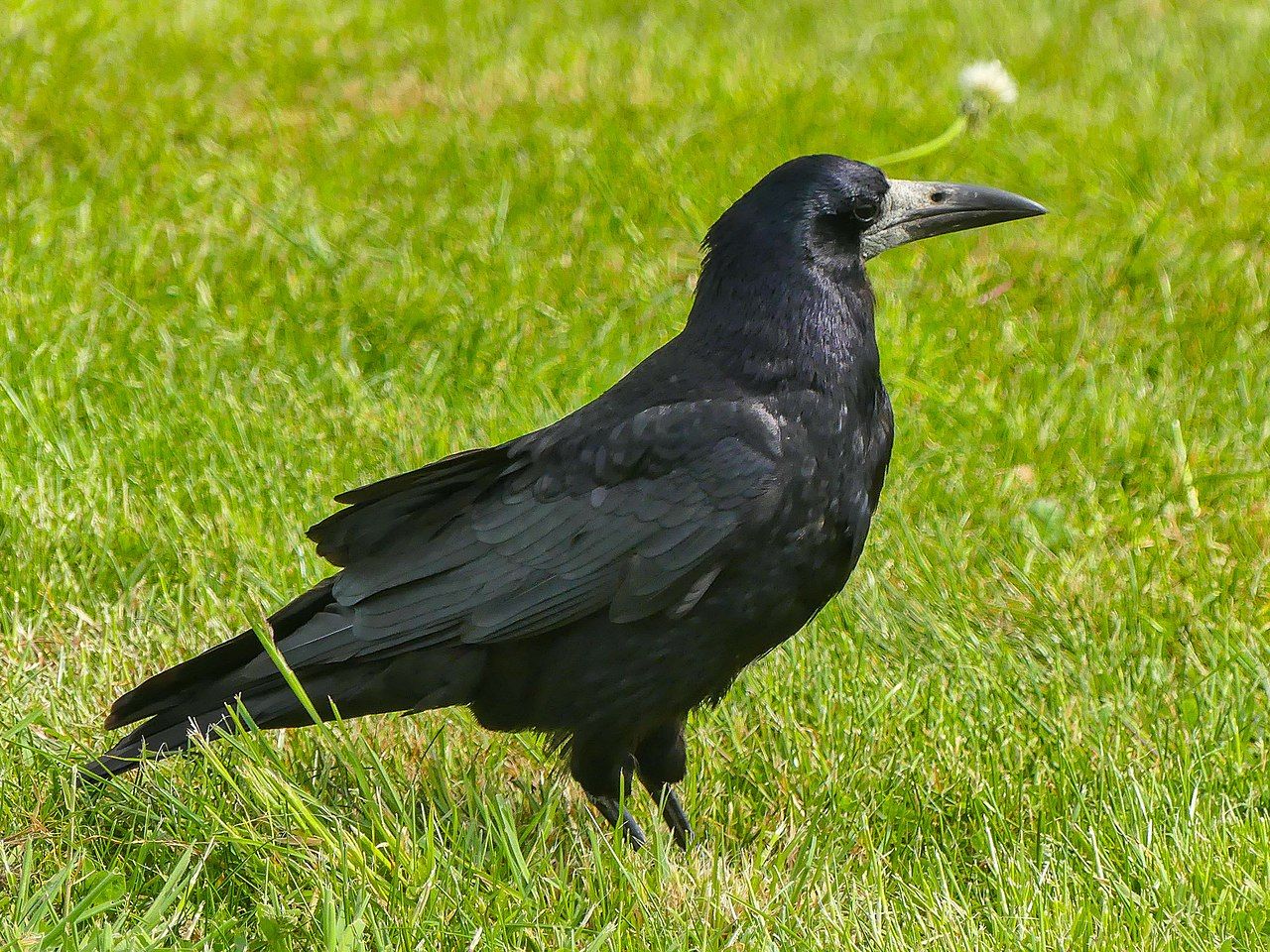 Грач. Птица 2025 года, избранная Союзом охраны птиц России. Фото: Mike Prince from Bangalore, India. Rook, CC BY 2.0 / wikimedia.org