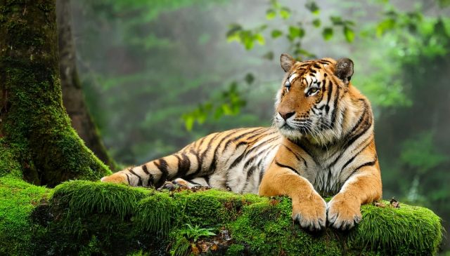 Фото: Shutterstock/FOTODOM