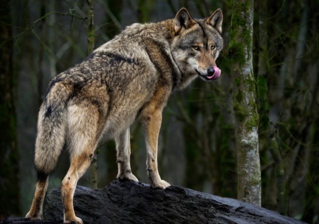Фото: Shutterstock/FOTODOM