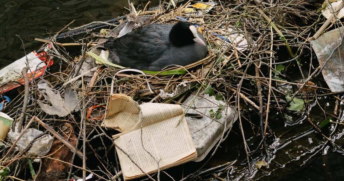 Лысуха (Fulica atra) в гнезде / © Melissa Schriek, The New York Times