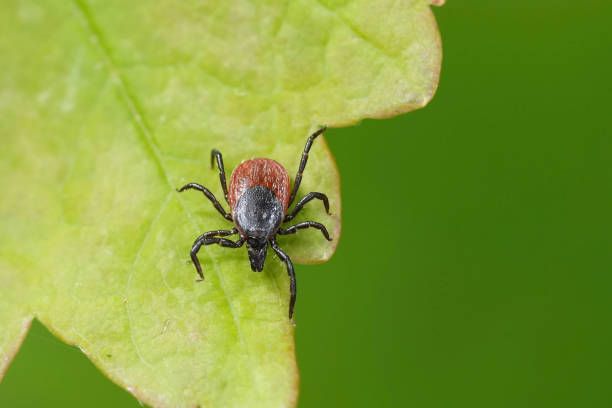 Фото: istockphoto.com