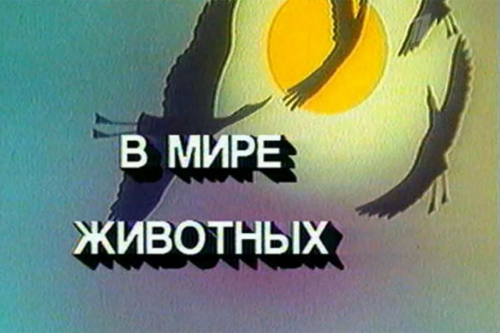 Кадр из заставки передачи «В мире животных»