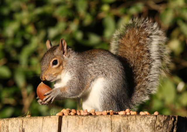Фото: Shutterstock/FOTODOM