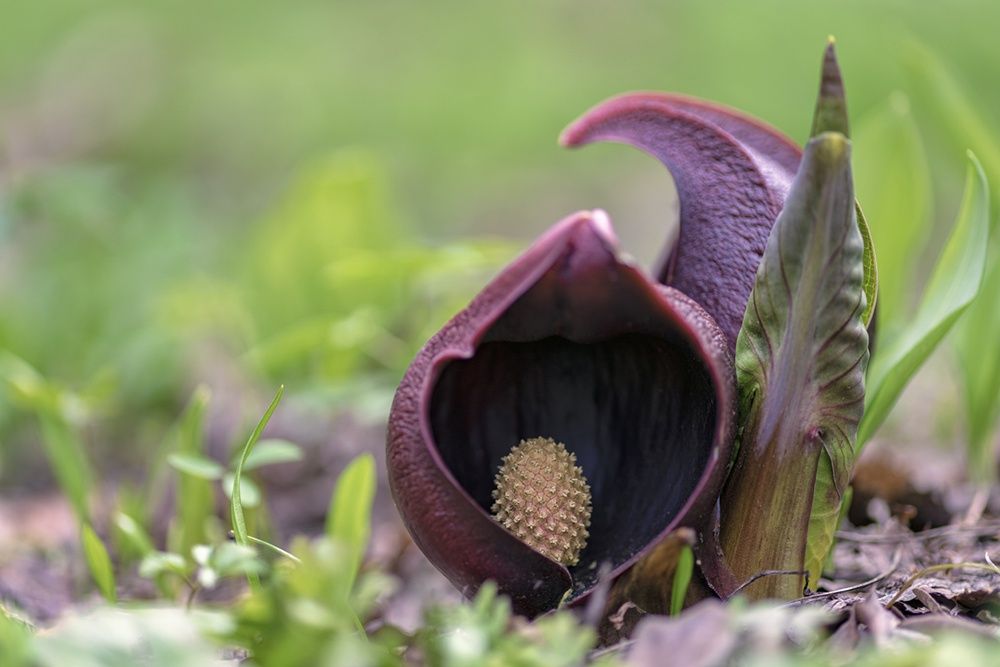 Фото: iStock