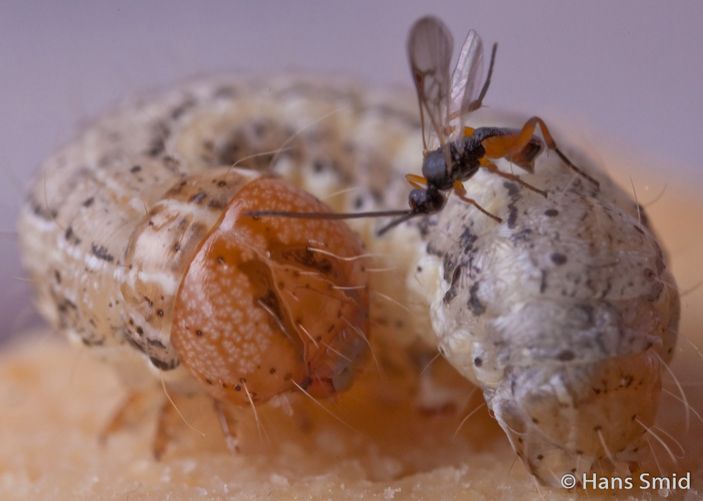 Фото: Hans Smid / bugsinspace.nl