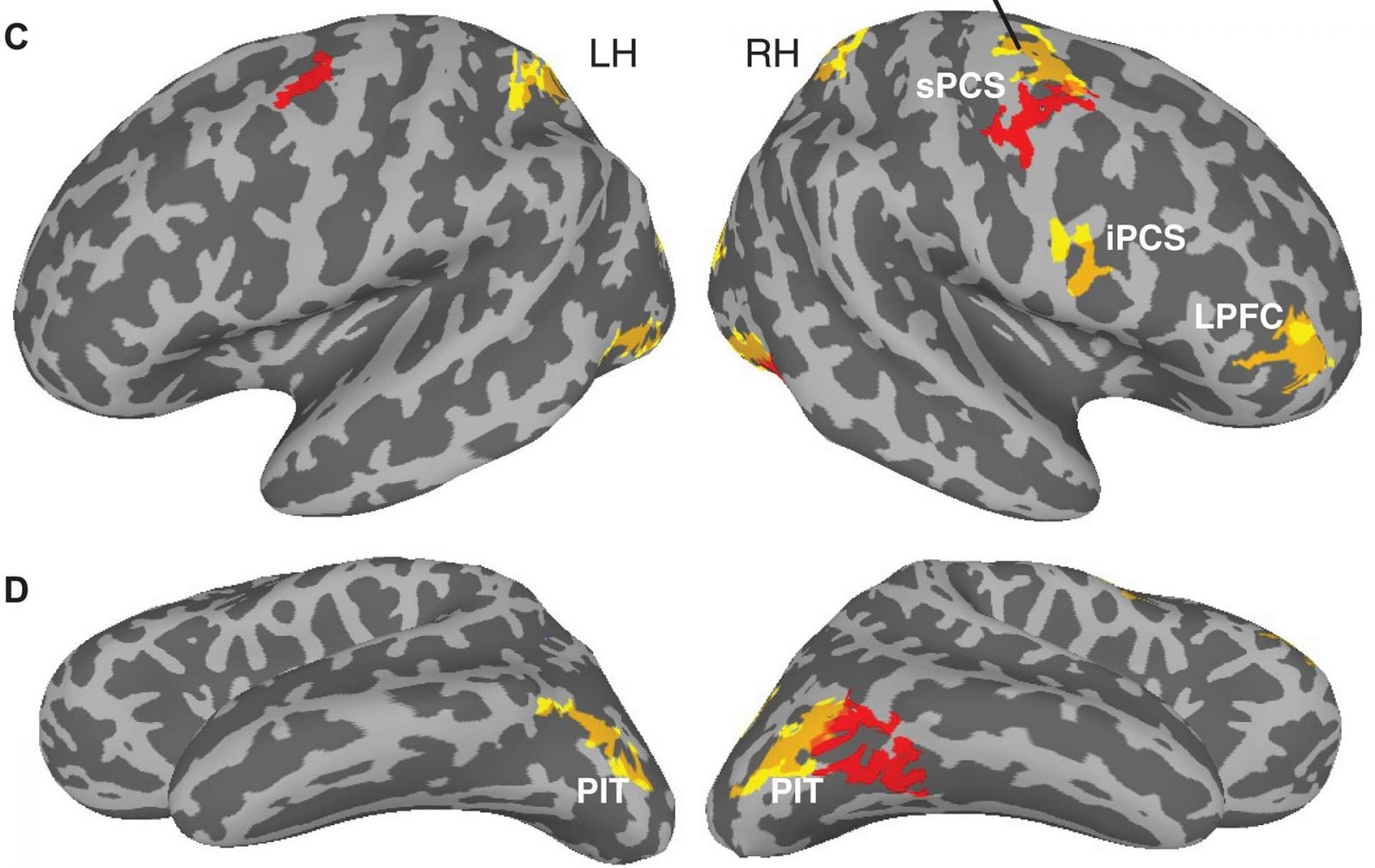 Иллюстрация: Hsin-Hung Li et al., Science Advances