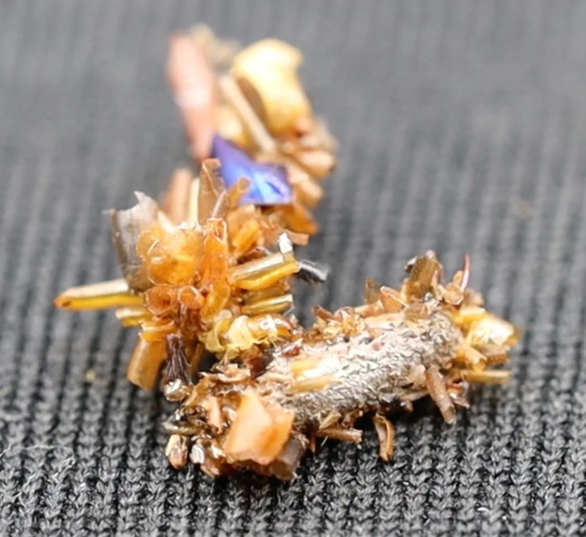 Фото: Rubinoff Lab, Entomology Section, University of Hawai'i