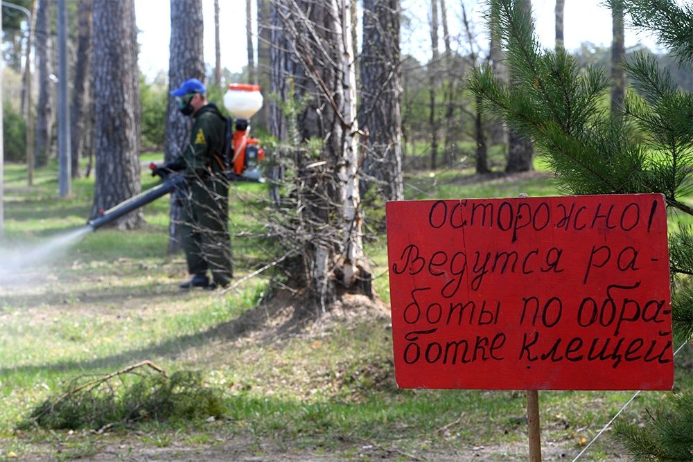 Сезон активности клещей начался еще ранней весной. В зоне особого внимания - леса, парки и скверы. Фото: РИА Новости