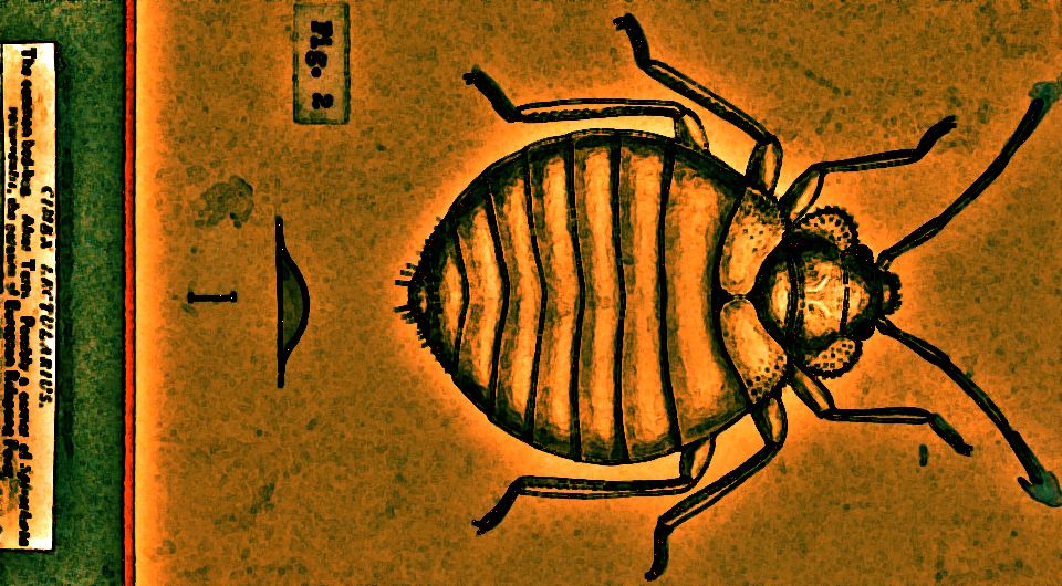 Иллюстрация: N + 1; The common bedbug (Cimex lectularius). Pen and ink drawing by A.J.E. Terzi, ca. 1919 / Wellcome Collection / Public Domain