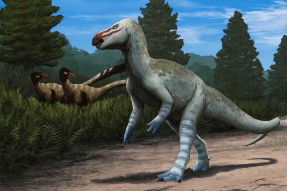 Фото: Edyta Felcyn-Kowalska, Institute of Paleobiology at the Polish Academy of Sciences